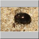 Byrrhidae - Morychus aeneus - Pillenkaefer 01 4mm - Sandgrube Niedringhaussee.jpg